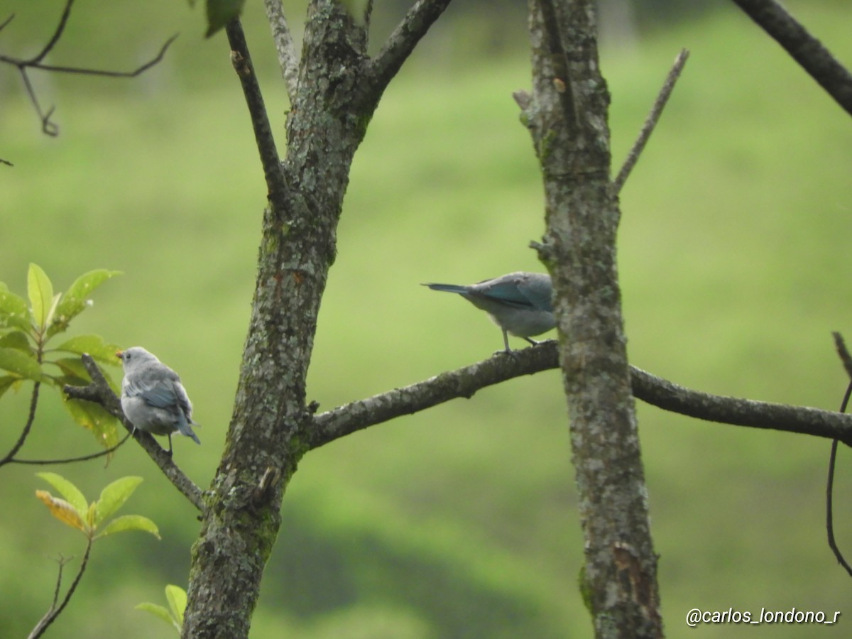 Blue-gray Tanager - ML618886660