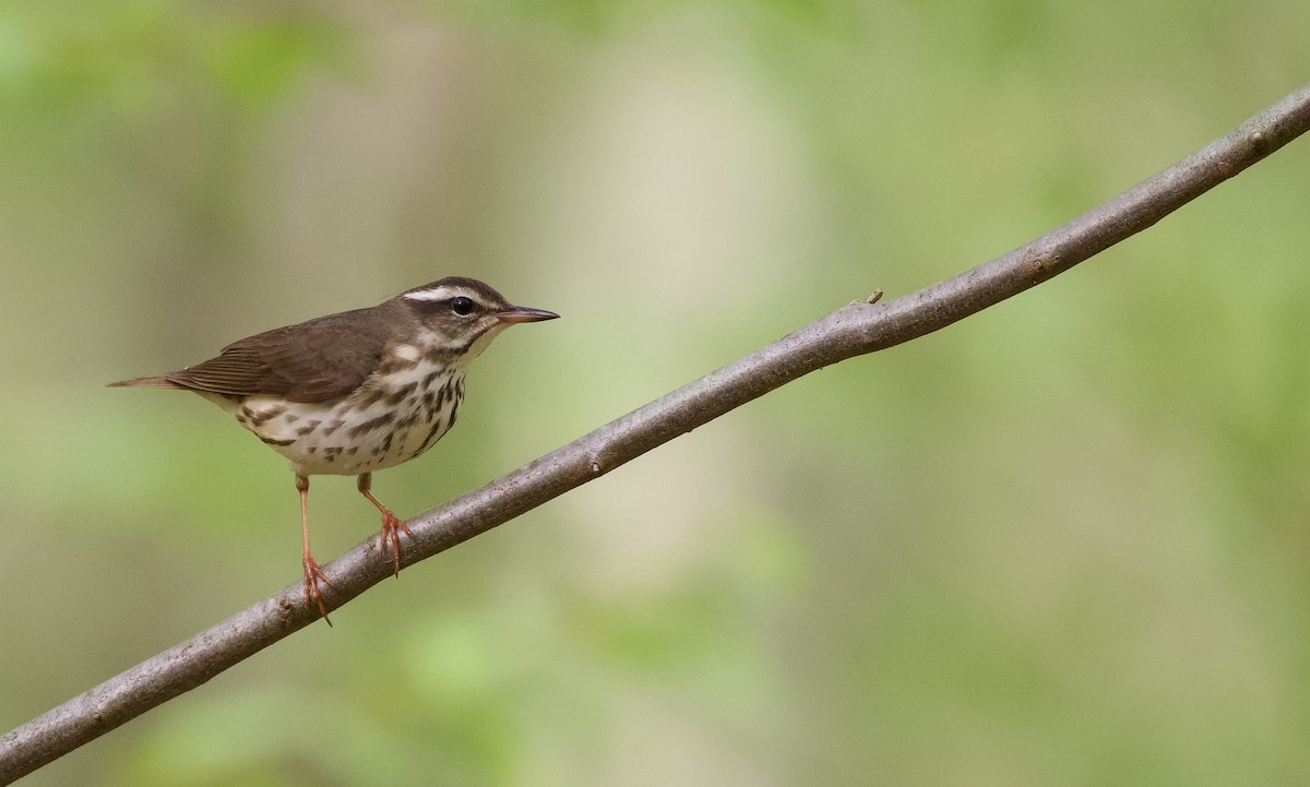 Louisiana Waterthrush - Will Sweet