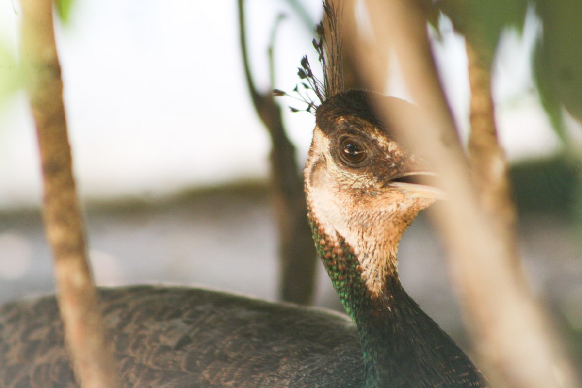 Indian Peafowl (Domestic type) - Serguei Alexander López Perez