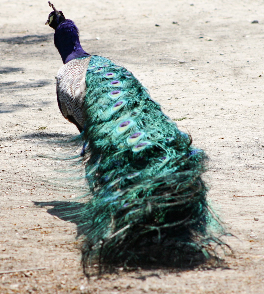 Indian Peafowl (Domestic type) - Serguei Alexander López Perez