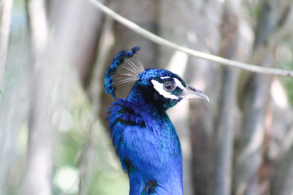 Indian Peafowl (Domestic type) - Serguei Alexander López Perez