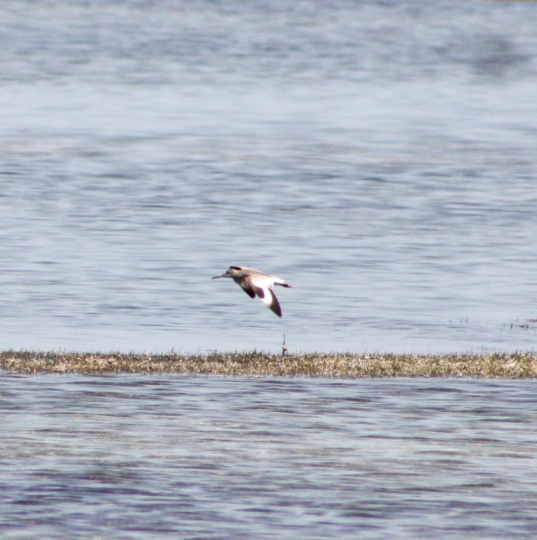 Willet - Serguei Alexander López Perez