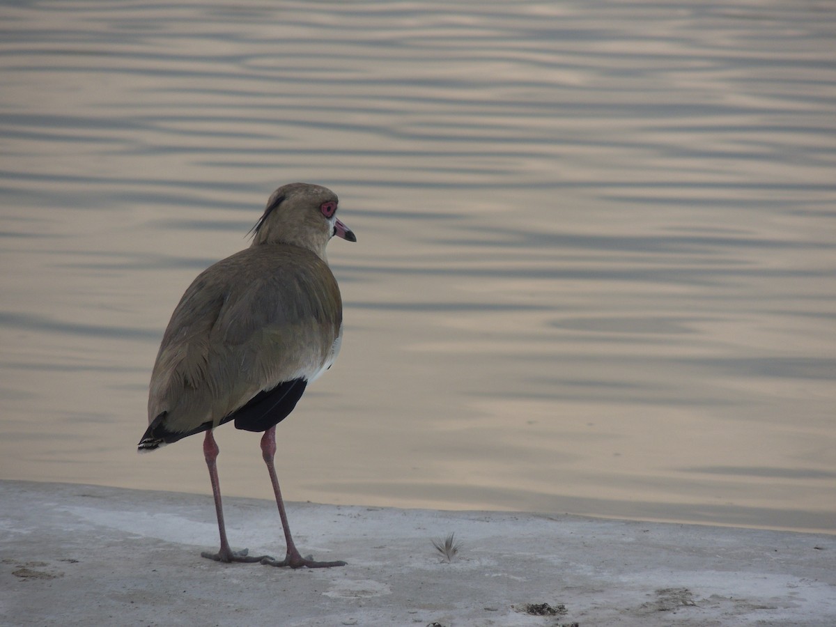 Southern Lapwing - Carolina Dávila