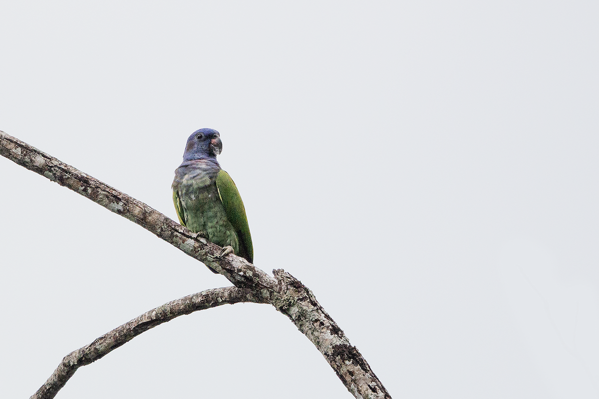 Blue-headed Parrot (Blue-headed) - walter mancilla huaman
