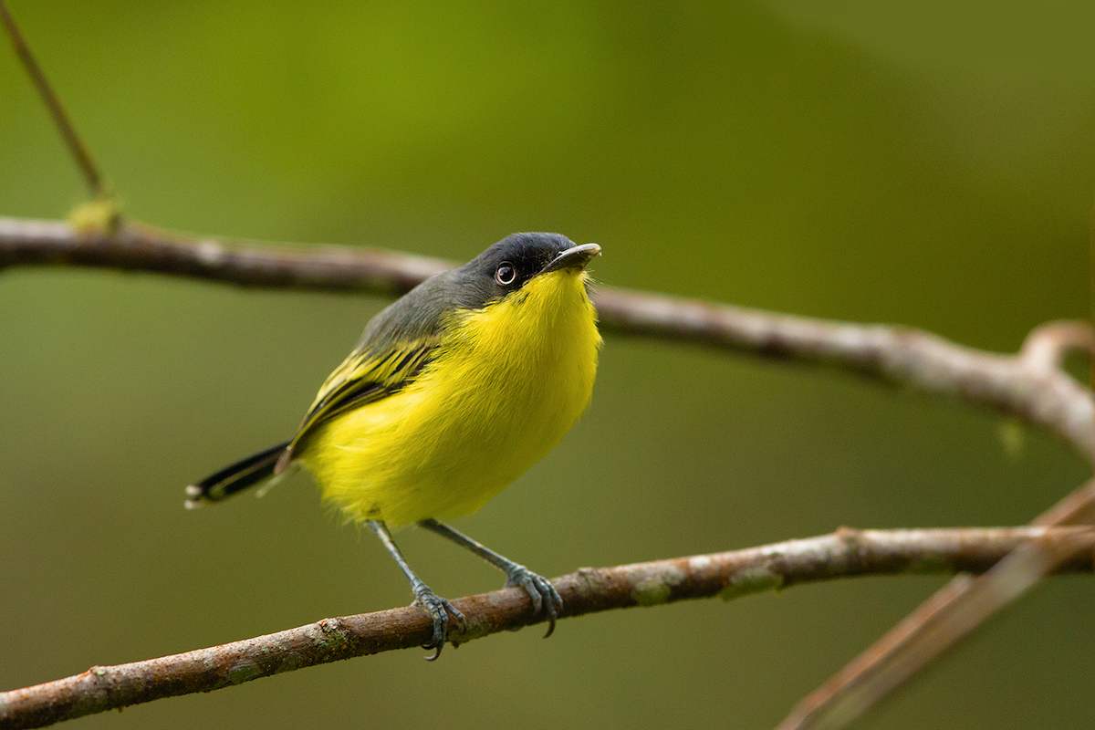 Common Tody-Flycatcher - ML618886774