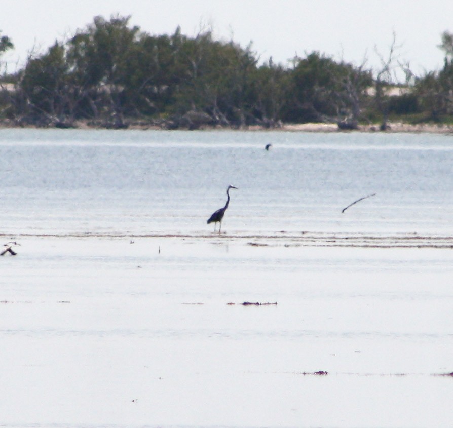 Great Blue Heron - ML618886775