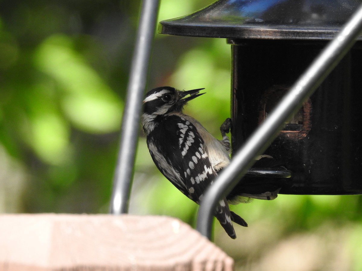 Downy Woodpecker - Dale Black