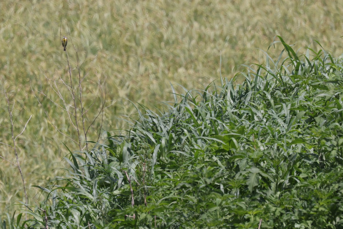 Dickcissel - ML618886787