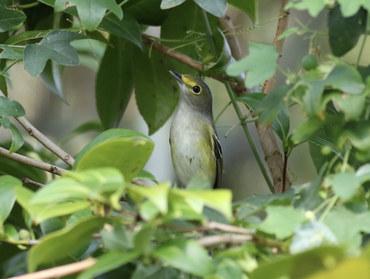 White-eyed Vireo - Jamie Adams