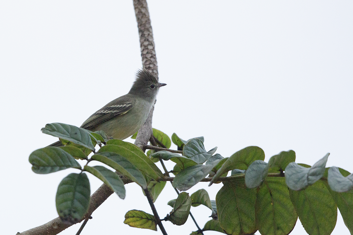 Yellow-bellied Elaenia - walter mancilla huaman