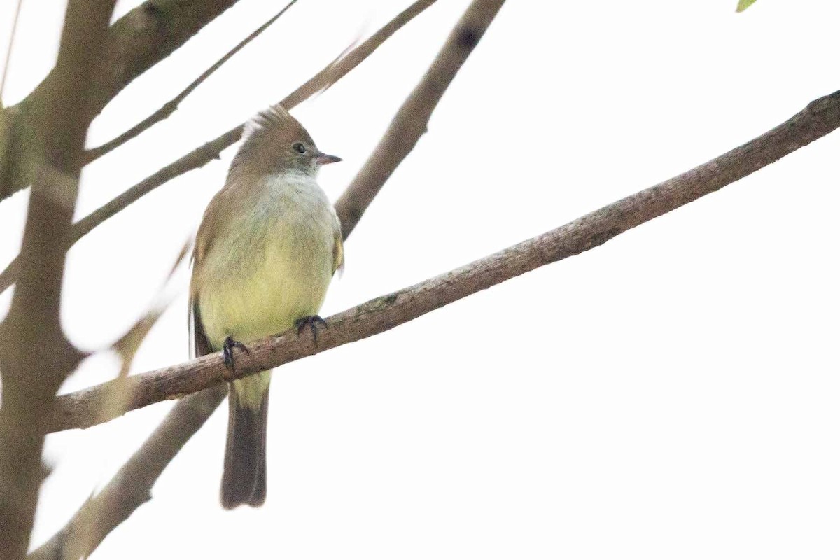 Yellow-bellied Elaenia - ML618886799