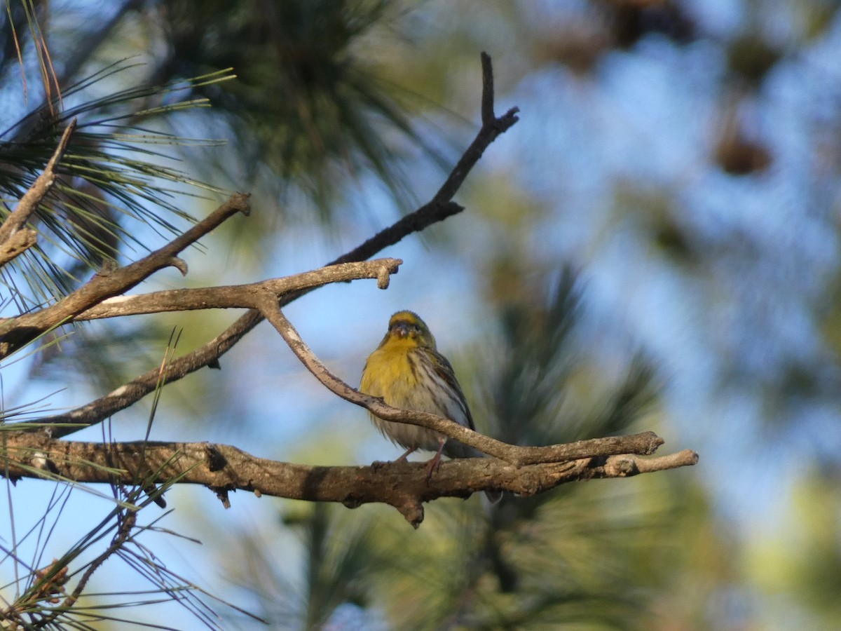 European Serin - Bruno Asencio Sevillano