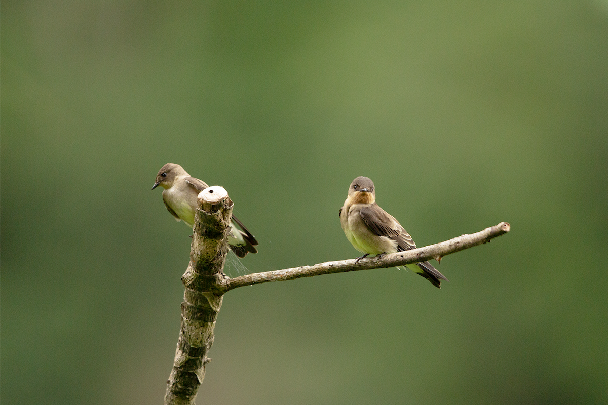 Southern Rough-winged Swallow - walter mancilla huaman