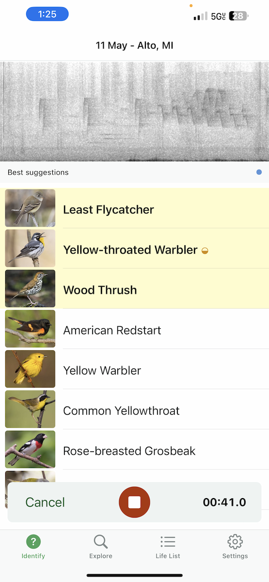 Yellow-throated Warbler - ML618886819