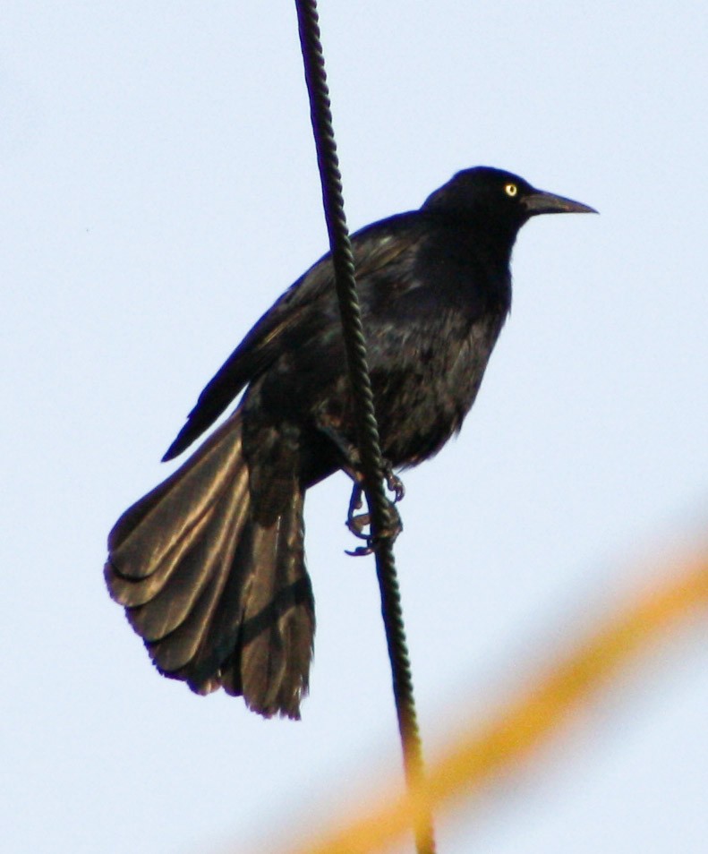 Greater Antillean Grackle - Serguei Alexander López Perez