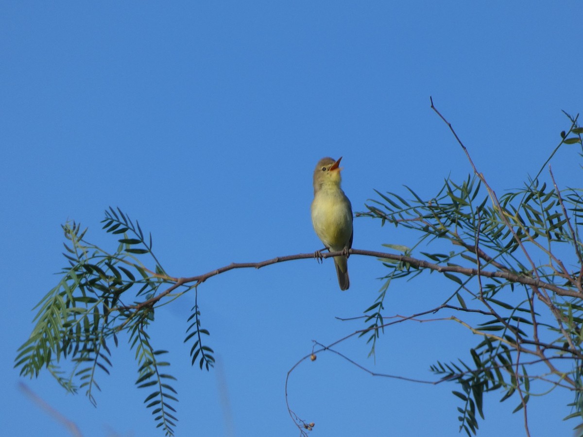 Melodious Warbler - Bruno Asencio Sevillano