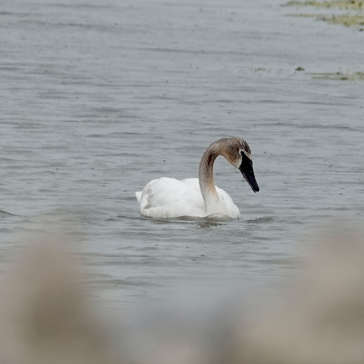 Trumpeter Swan - Jill Punches