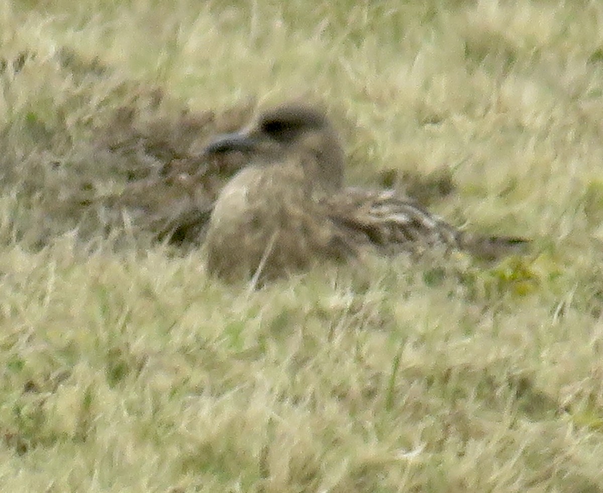 Great Skua - Sally Bergquist