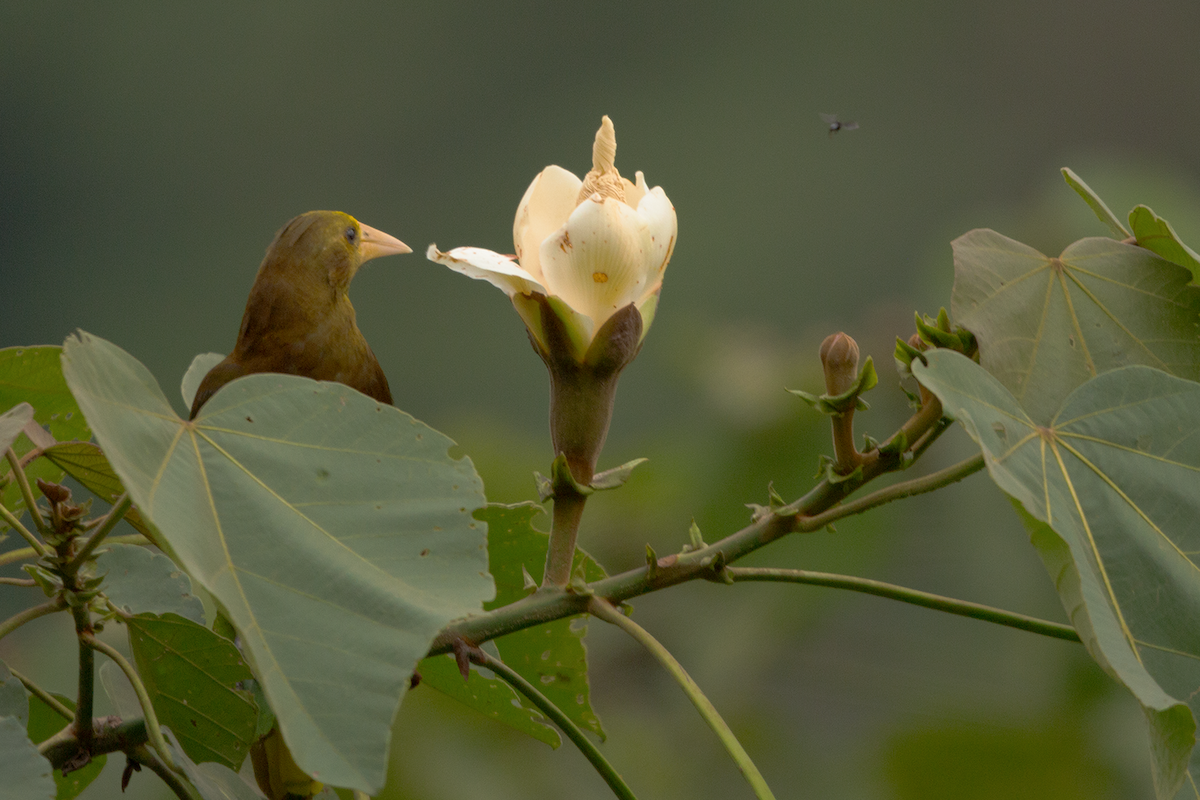 Russet-backed Oropendola - ML618886859