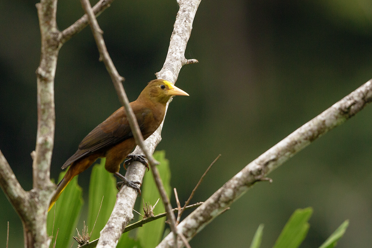 Russet-backed Oropendola - ML618886863