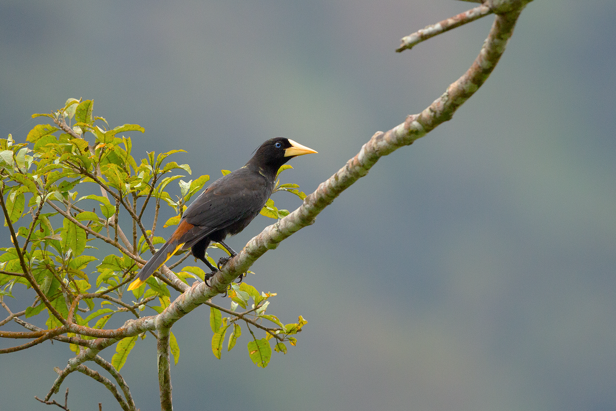 Crested Oropendola - ML618886878