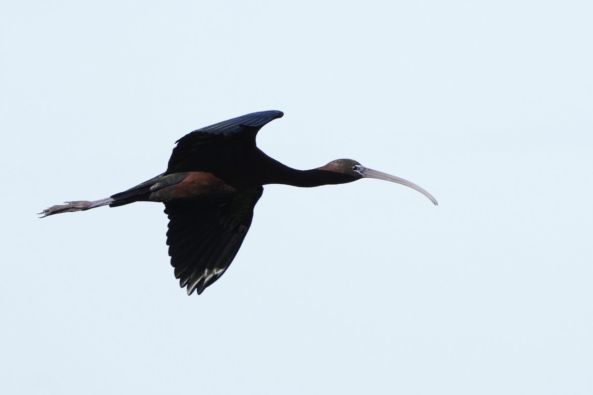 Glossy Ibis - Mary Clawson