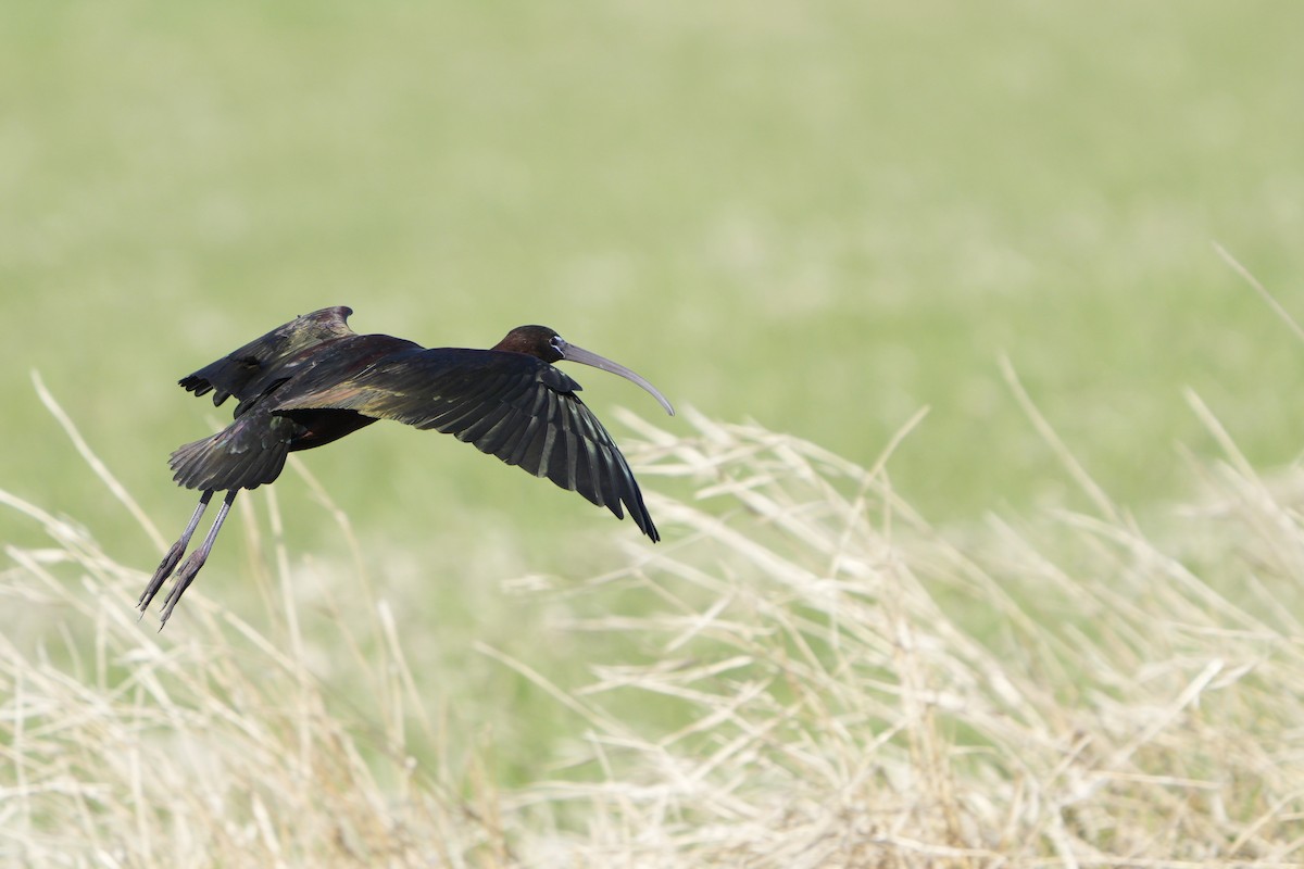 Glossy Ibis - Mary Clawson