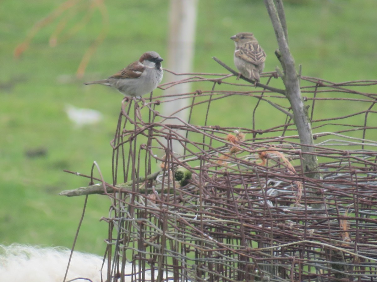 House Sparrow - Sally Bergquist