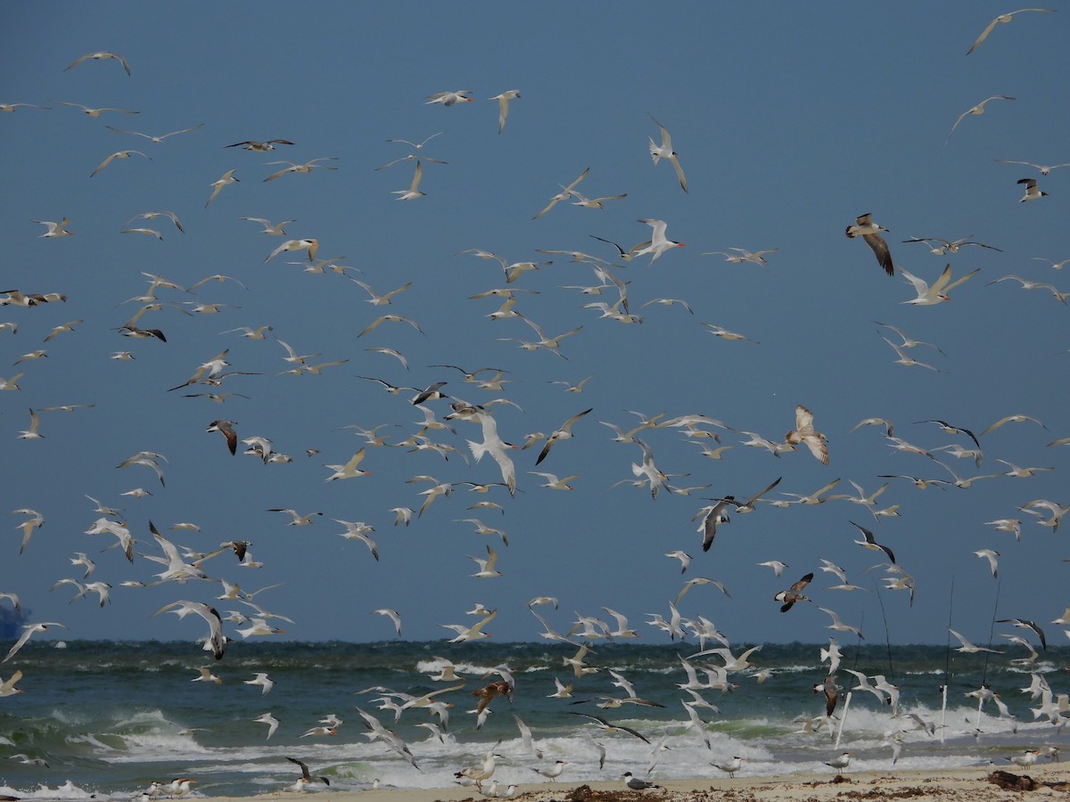 Sandwich Tern - ML618886895