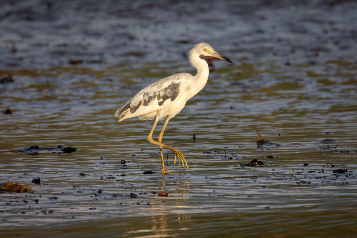 Little Blue Heron - Michael Warner