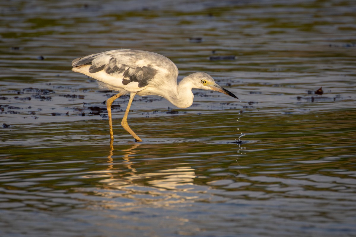 Little Blue Heron - Michael Warner