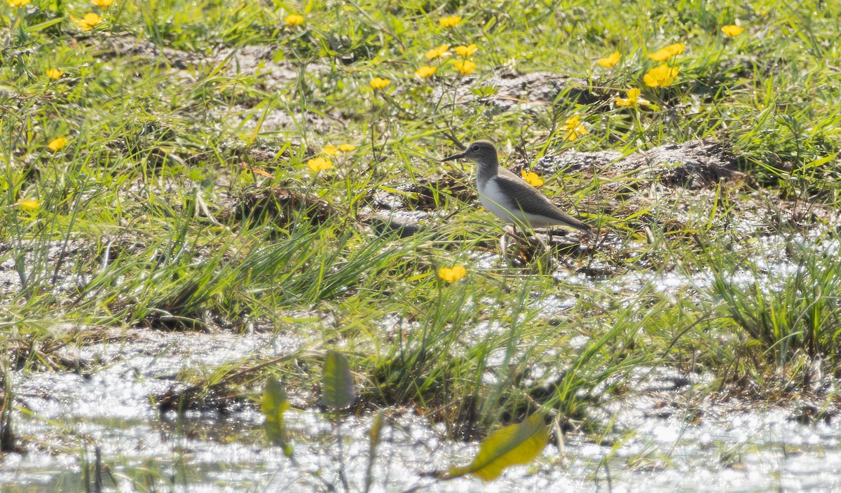 Common Sandpiper - Owen Tattersall