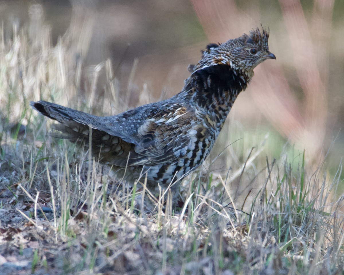 Ruffed Grouse - Larry Waddell