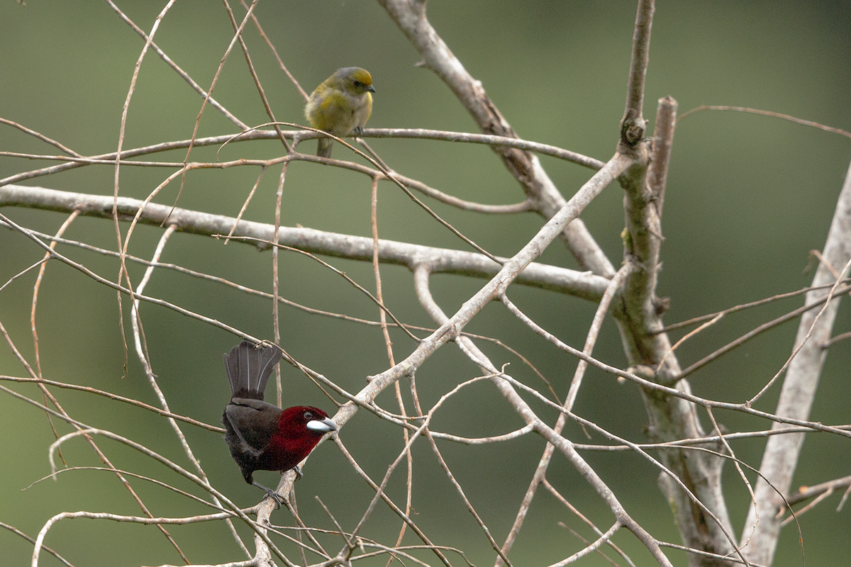 Silver-beaked Tanager - ML618886902