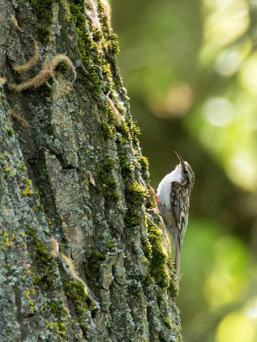 Eurasian Treecreeper - Owen Tattersall