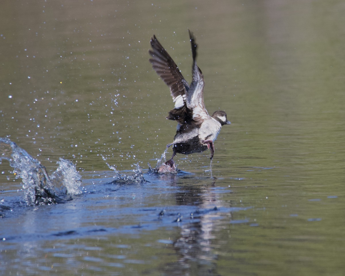 Bufflehead - Larry Waddell