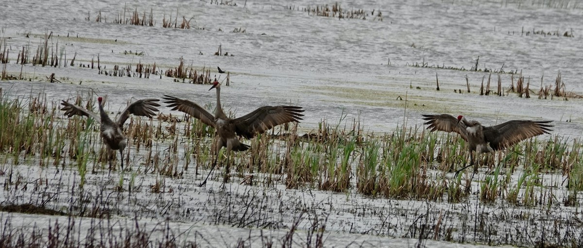 Sandhill Crane - Jill Punches