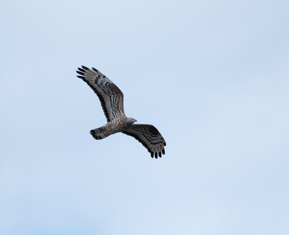 European Honey-buzzard - Pau Castell