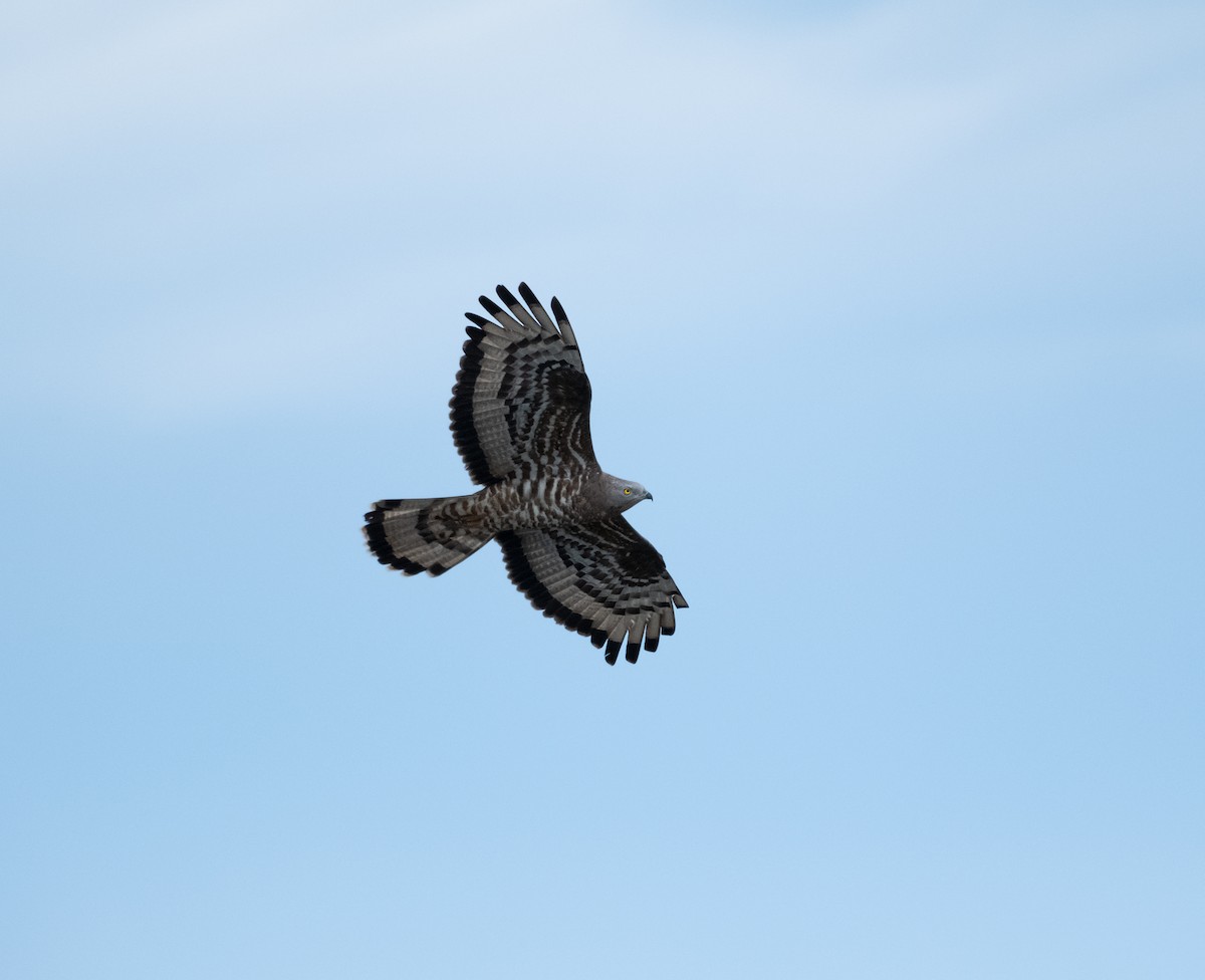 European Honey-buzzard - ML618886930