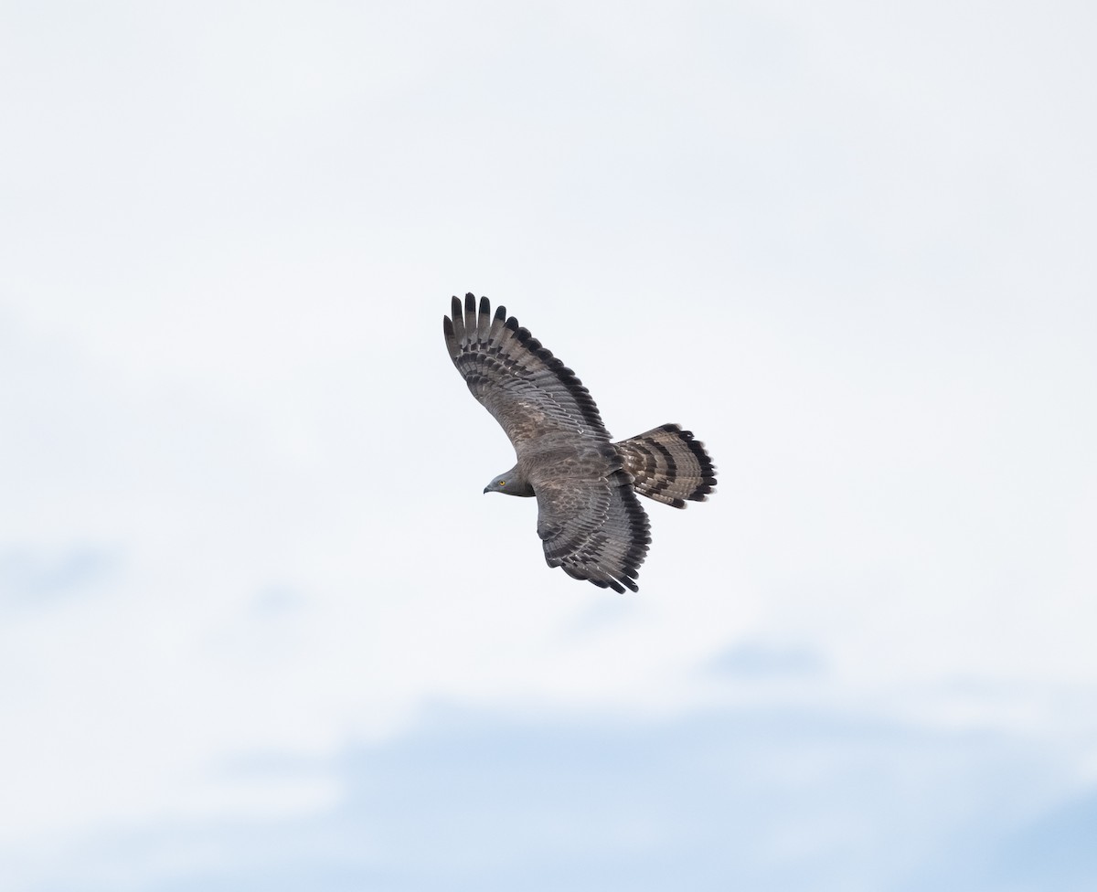 European Honey-buzzard - ML618886931