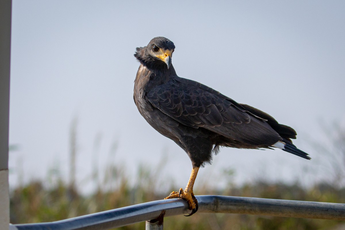 Common Black Hawk - Michael Warner