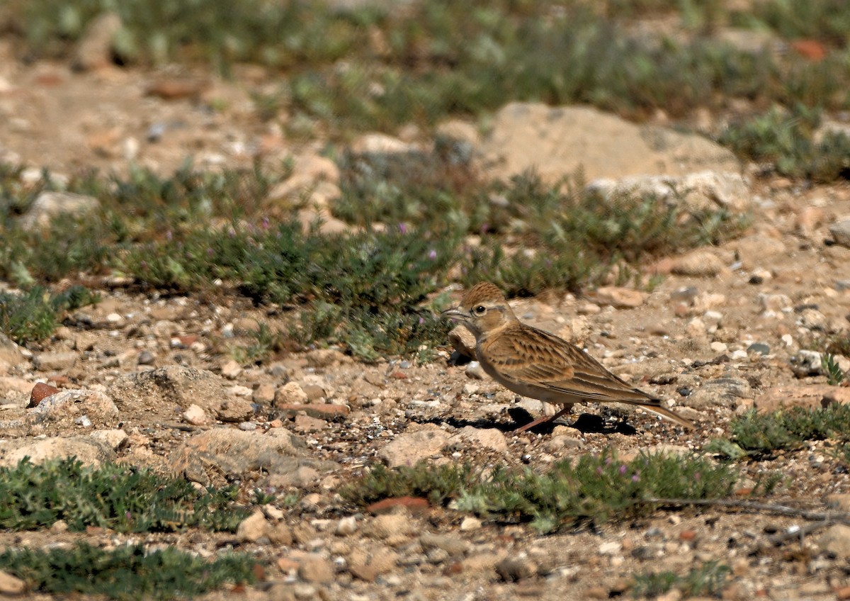 Greater Short-toed Lark - Luigi Gennari