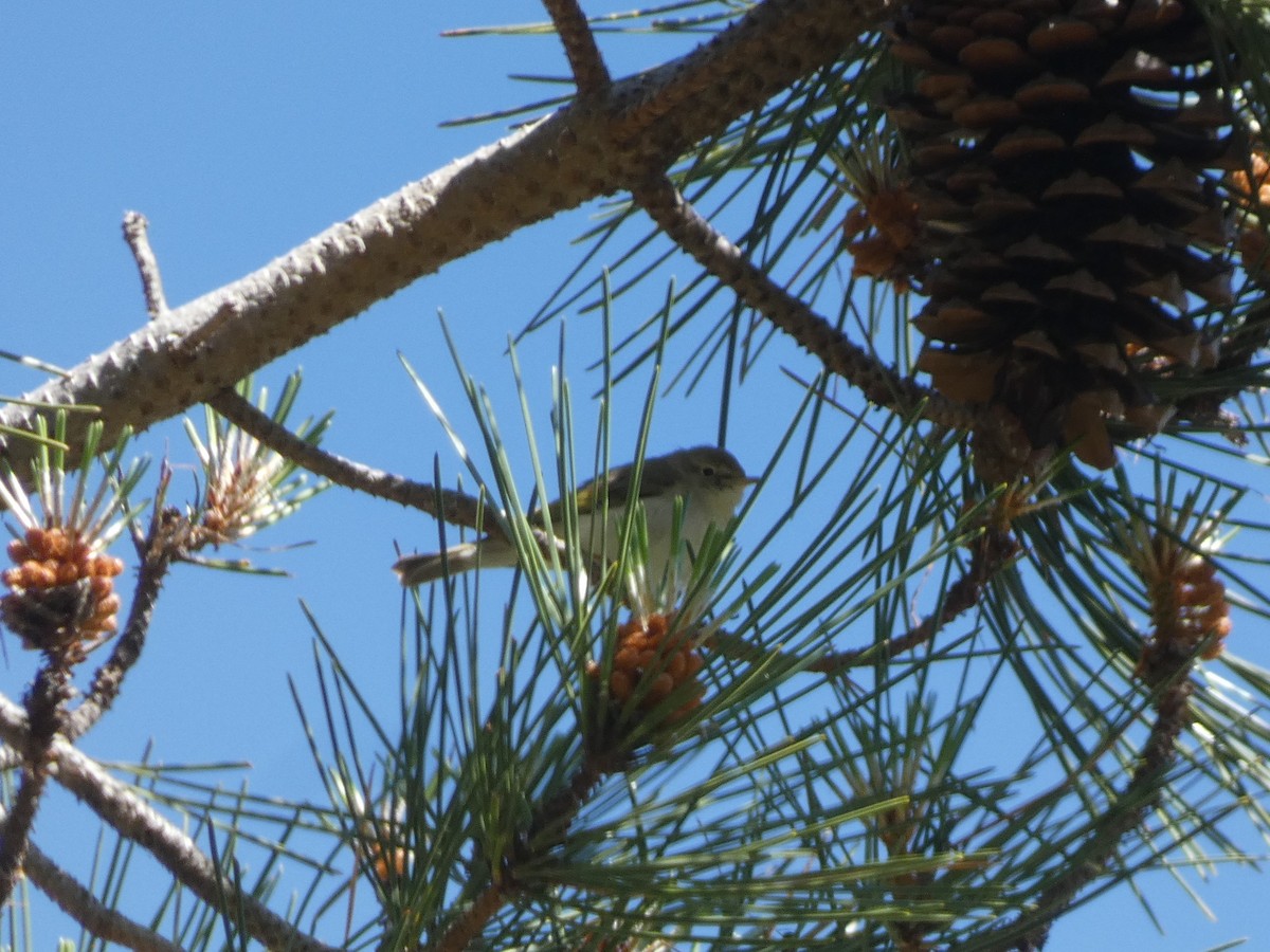 Western Bonelli's Warbler - ML618886950