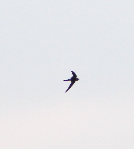 Antillean Palm Swift - Serguei Alexander López Perez