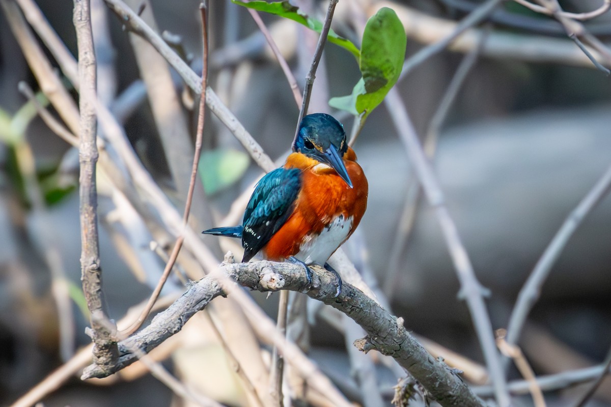 American Pygmy Kingfisher - Michael Warner