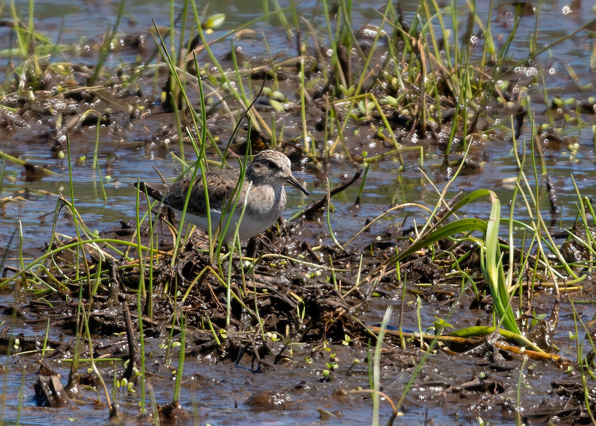 Temminck's Stint - Gordon Hart