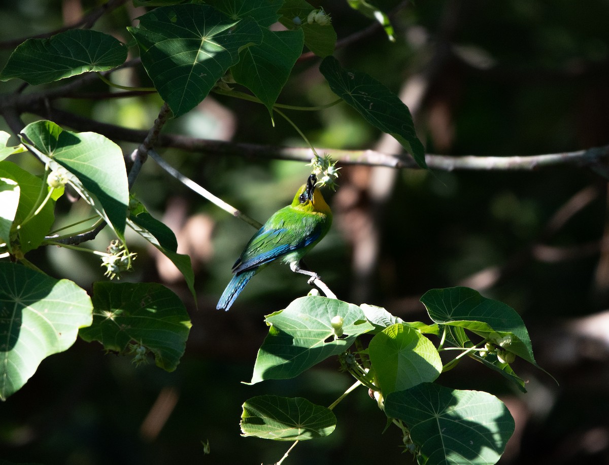 Yellow-throated Leafbird - Alan Luken