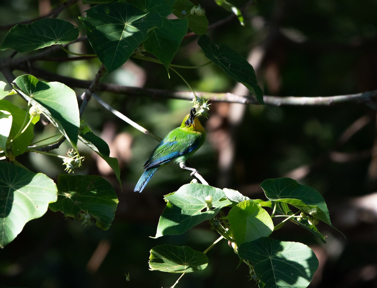 Palawanblattvogel - ML618886980