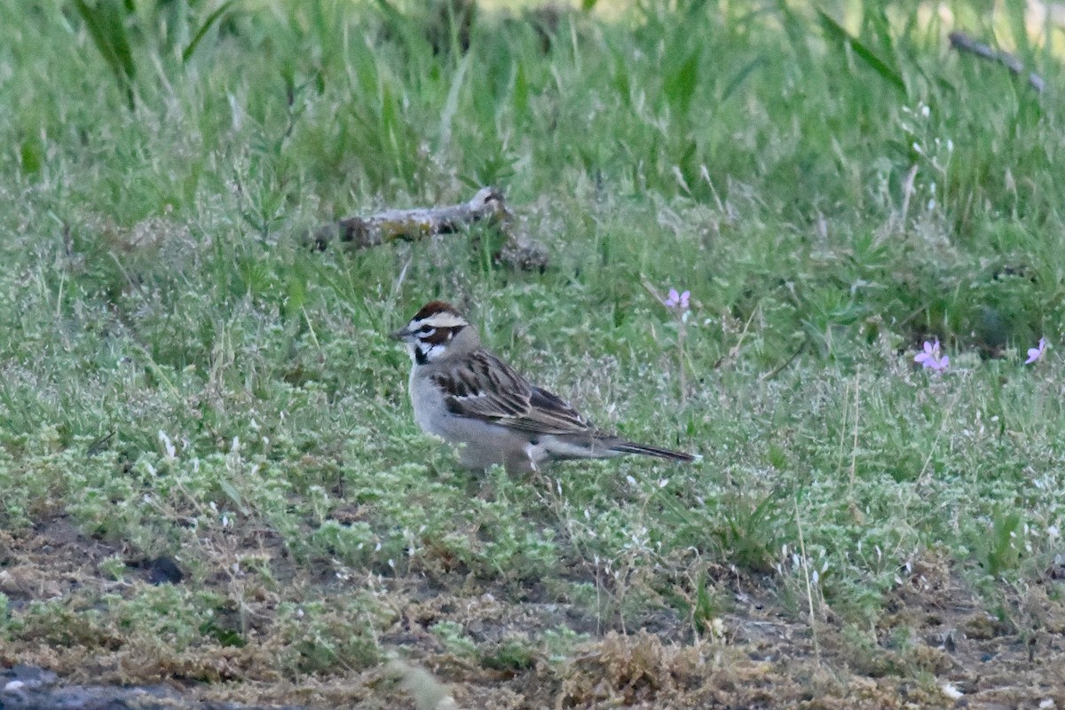 Lark Sparrow - ML618886984