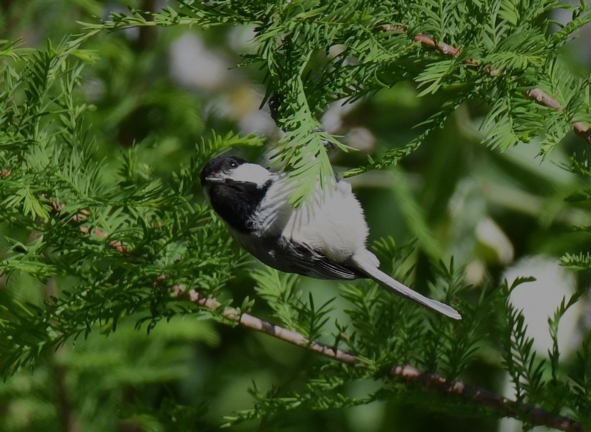 Carolina Chickadee - Carolyn Holland